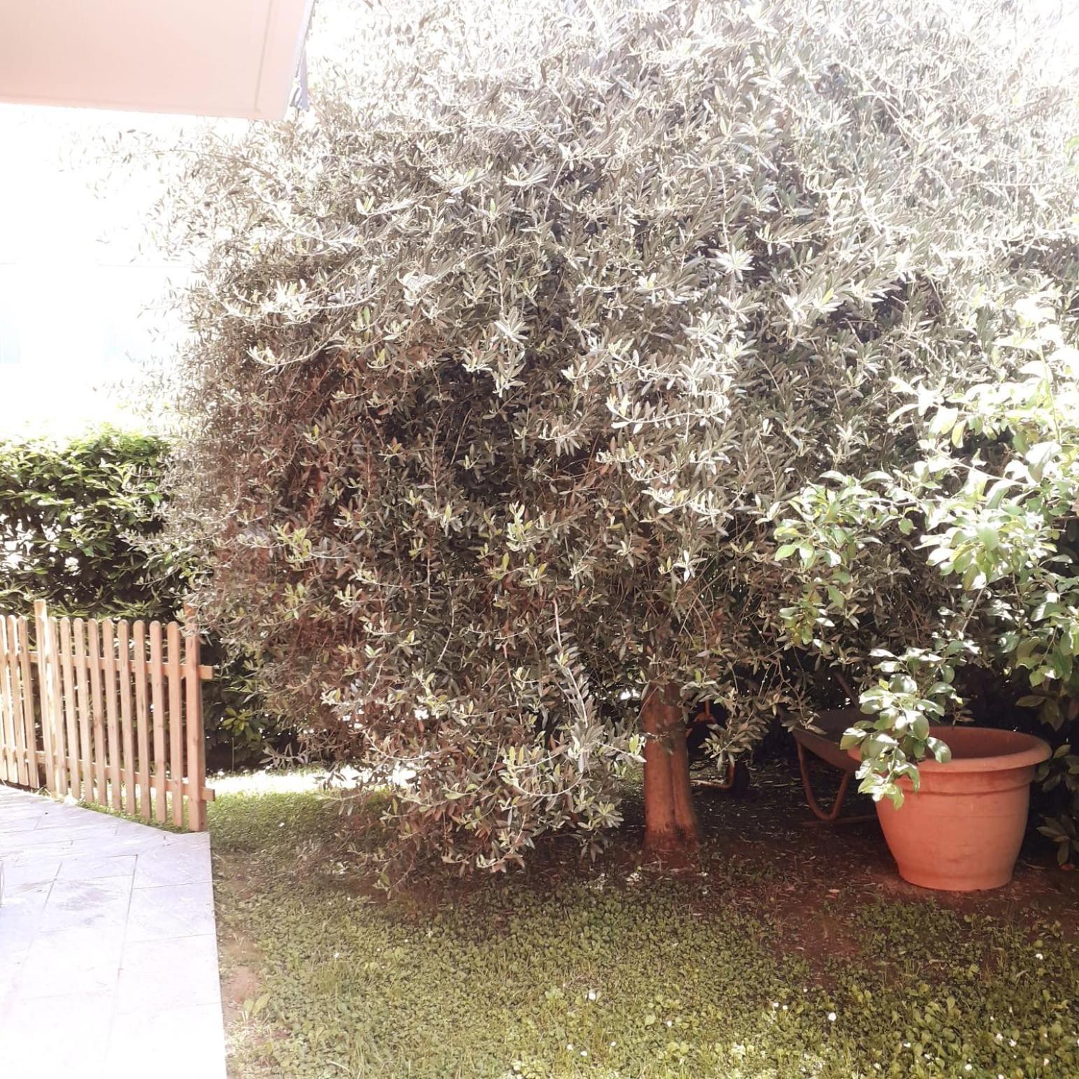 Beb Ulivo Bed & Breakfast Santa Giuletta Exterior photo